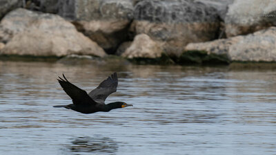 051620- Double-crested Cormorant.jpg