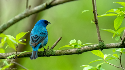 1460071157_052320-IndigoBunting.thumb.png.9e325558d04c8a3be8dae6ca6e7c4632.png