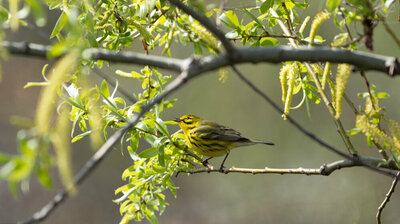 051620- Prarie Warbler.jpg