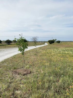 peach_trees.thumb.jpg.92d746b809a84fbbef353da82e1b5d1d.jpg