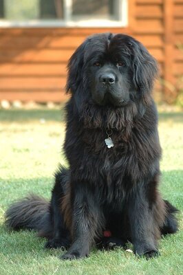 Newfoundland_dog_Smoky.jpg